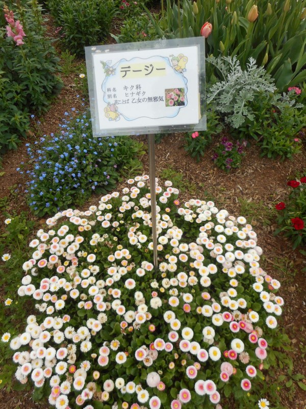 今日も 花フェスタ 鹿児島県長島町 井上貴至の 地域づくりは楽しい