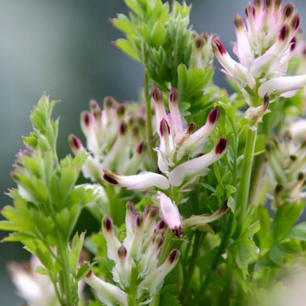 ニセカラクサケマン 白く細長い袋状の花がヒョロ長い茎に 花先は黒に近い紫 鴨川土手で はじめて見た せき仙人メモ写真記