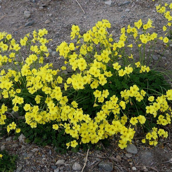 オオキバナカタバミ 黄色い五弁の花にハート形の葉 カタバミの仲間とわかるが 花は 3 4 位で大きい 初めて見る ガード下の乾いた地にたくましく せき仙人メモ写真記