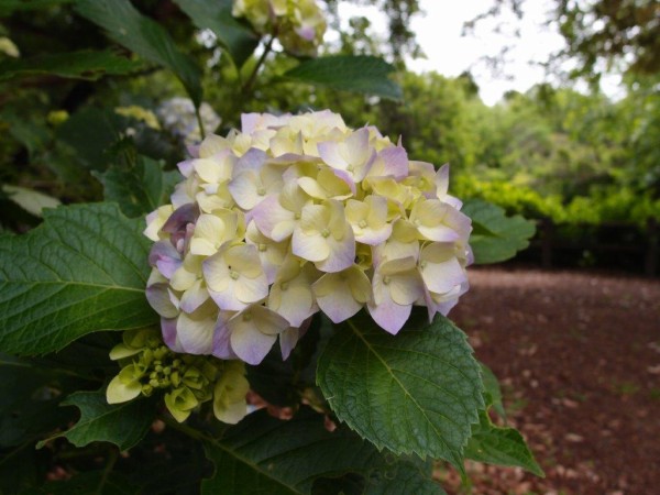 咲き始めの紫陽花 好き の抽斗