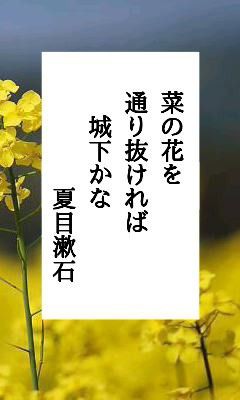 菜の花 今日の写真俳句 蝉海 Semiumi の写真俳句blog
