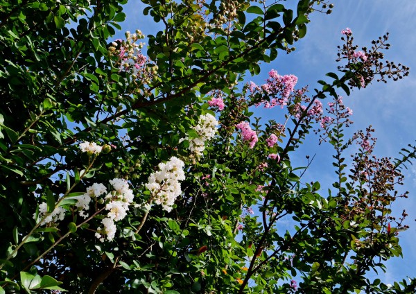 百日紅 白い花 19 09 Senaojinのblog