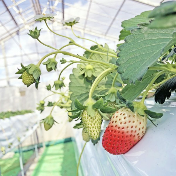 事前告知 12 23 土 千本松牧場 いちご園openのお知らせ ようこそ千本松牧場へ