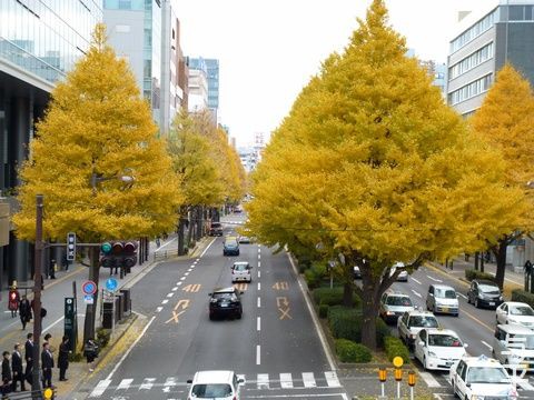 仙台市広瀬通イチョウ伐採強行予定 奥山市政の 杜の都 殺し 仙台にパンダはいらない まとめブログ