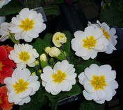 プリムラ ジュリアン 先代さるく