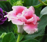 グロキシニア 大岩桐草 先代さるく グロキシニア 大岩桐草 先代さるく