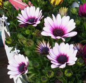 オステオスペルマム アフリカンデージー 先代さるく