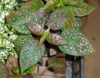 ヒポエステス 雀斑草 そばかすそう 先代さるく