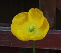 ポピー アマポーラ コクリコ 雛罌粟 虞美人草 先代さるく