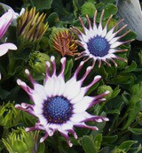 オステオスペルマム アフリカンデージー 先代さるく