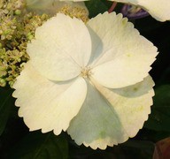 紫陽花 七変化 四葩 よひら 手毬花 先代さるく