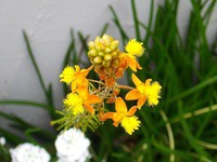 花アロエ ブルビネ ブルビネラ 先代さるく