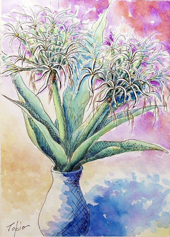 2024.07 夏の花（はまゆう） : シニアから始めた透明水彩画