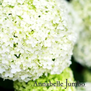 日々是彩日 白い紫陽花 笑いで長生き