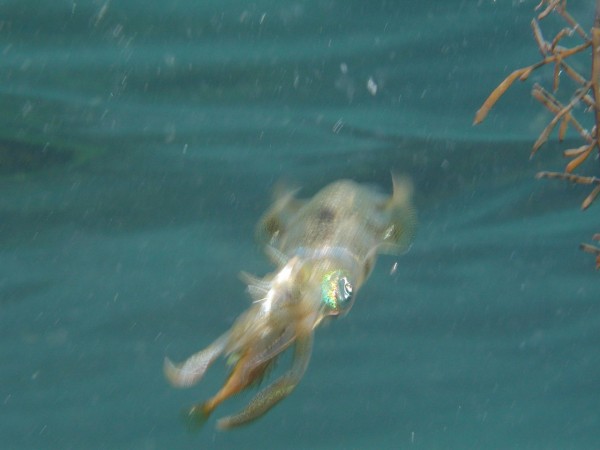 アオリイカの捕食シーン 仙崎ダイビングスクール ログブログ