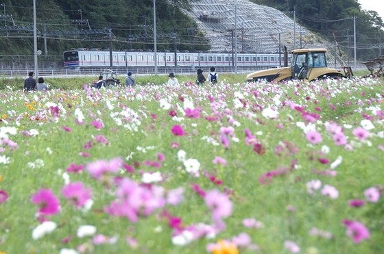 佐倉コスモスフェスタ De 京成電鉄 リョウタンpp