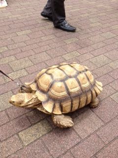 亀 乱入 Le Ciel Setsu S Happy Daily