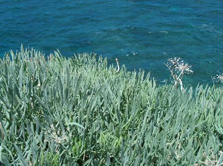 海のフェンネルと塩味の草 ギリシャのごはん