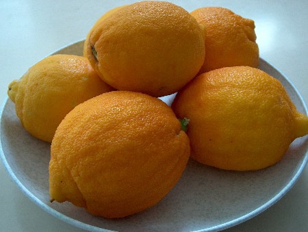 オレンジのようなレモン レモンのようなオレンジ ギリシャのごはん