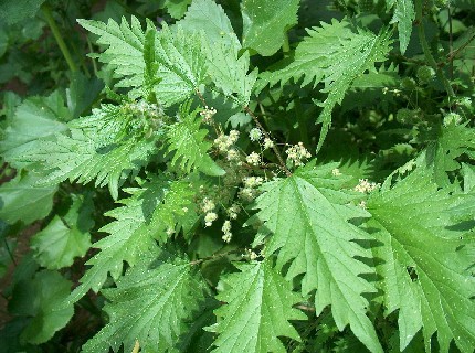 野の花を楽しむ 春の散歩 ギリシャのごはん