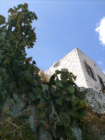 サボテンの実のお菓子 シミ島の郷土料理 ギリシャのごはん
