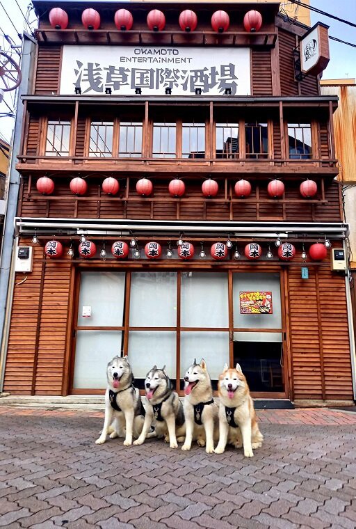 下町浅草とガッキーズ Husky写真館