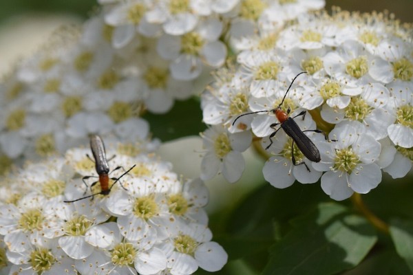 Small Golden Fly - Trypeta flaveola 