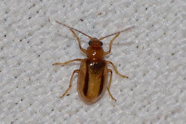 自然誌 163 最近見た虫 続 山中比叡平の防災 自然誌 163 最近見た虫 続 山中比叡平の防災