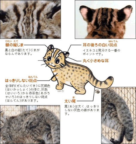 ツシマヤマネコの赤ちゃんが２頭生まれた ミヤ ぶち猫 と大吉 黒猫 ときなこ 茶トラ猫 とムギ キジトラ猫 のとうちゃんの夕食メニュー