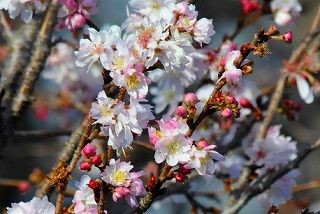 楸 ひさぎ と 冬桜 講習会 Fueブログ