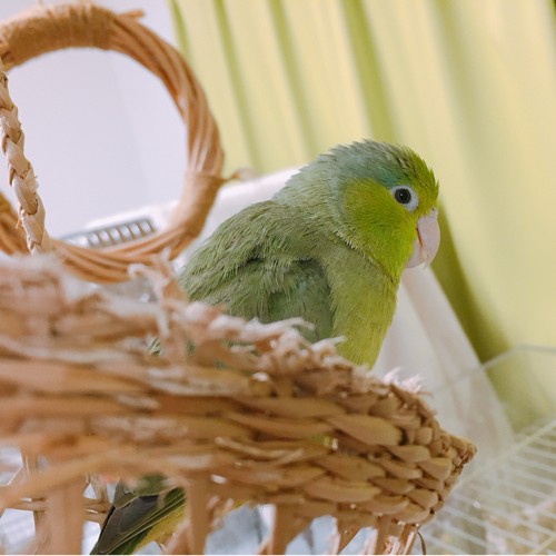 色とりどりのローリーたち ムスメインコ属編 とりまみれ雑記