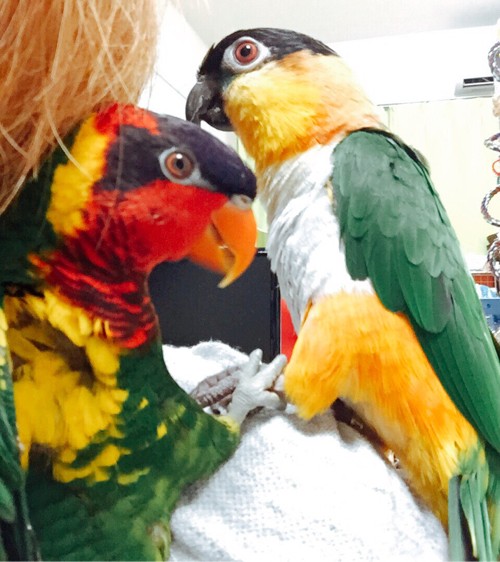 Cites サイテス I類のインコ オウムたち とりまみれ雑記 Cites サイテス I類のインコ オウムたち とりまみれ雑記