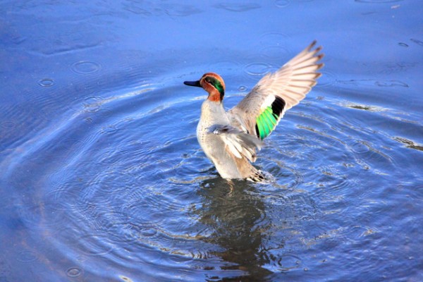 日経新聞で退職した社員を罵倒するサイバーエージェントの藤田社長が正しすぎる件について シェアーズカフェのブログ