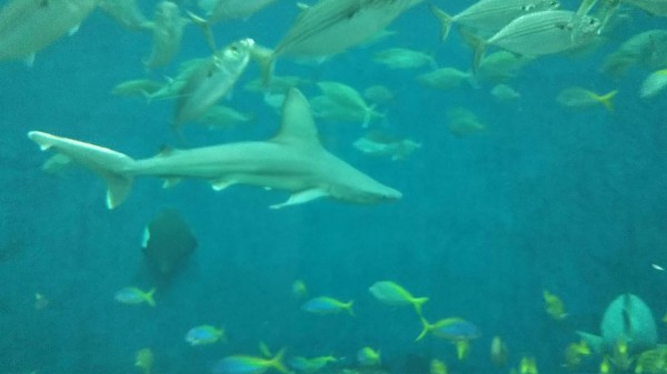 鴨川シーワールドpart1 魚類 サメ好き ひら の水族館ブログ