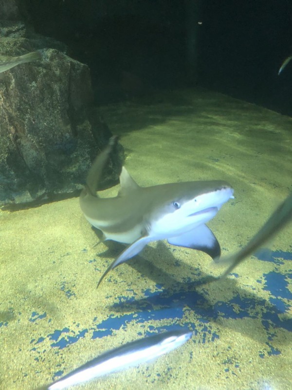 サメの正面顔は 絶対可愛い説 サメ好き ひら の水族館ブログ