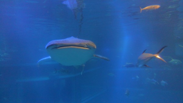 サメの正面顔は 絶対可愛い説 サメ好き ひら の水族館ブログ