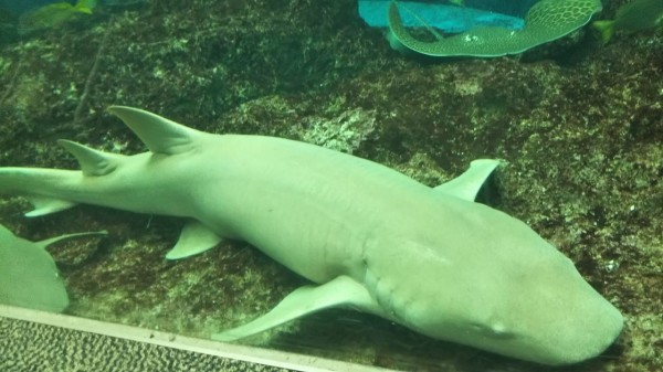 鴨川シーワールドpart1 魚類 サメ好き ひら の水族館ブログ