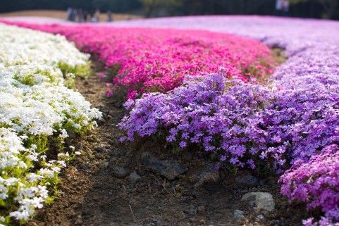芝桜はワラジムシが出るから嫌い と言った元義母を思い出す アラフィフオンナの貧乏な日常 アラフィフを過ぎても