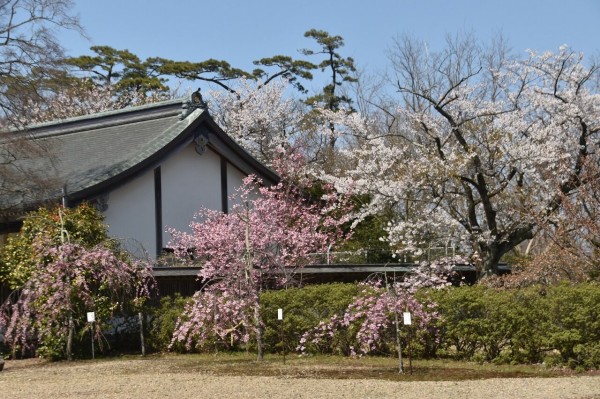 高清水公園から自衛隊通り 千秋公園夜桜 僕の歩く町３