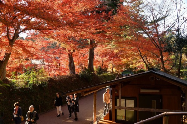 平泉 中尊寺と毛越寺の紅葉 僕の歩く町３