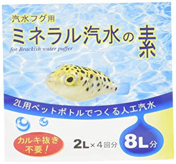 アクア フグって飼えますか 水槽のお家blog