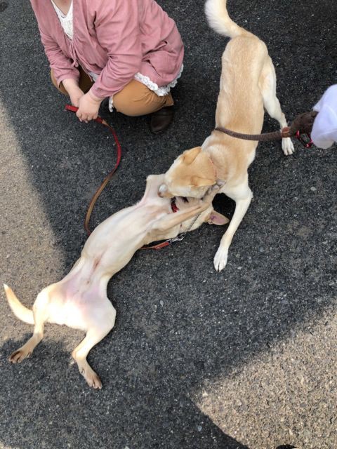 こばやし ペット トップ クリニック 譲渡 会