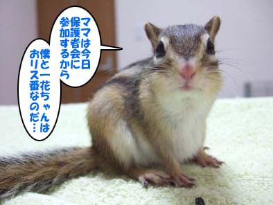おリス番です 十兵衛サマと愉快な家族