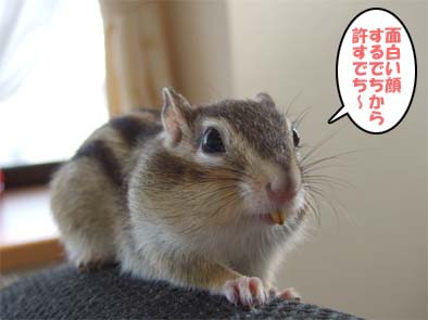 怒られちゃった 十兵衛サマと愉快な家族