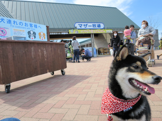 マザー牧場 全力わんこ