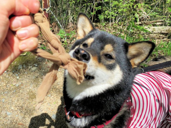 お外で 出して が効きません 全力わんこ