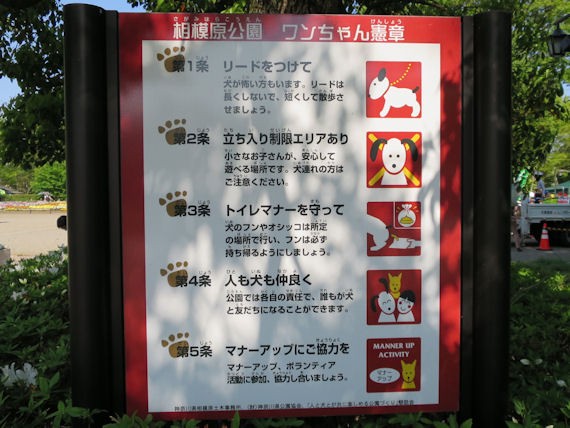 相模原公園に行ってきたよ 全力わんこ