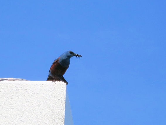 いつここ鳥が巣立っていったよ 全力わんこ