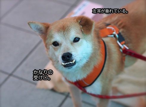 迷い犬探しています 大船駅方面 フライドわんこ