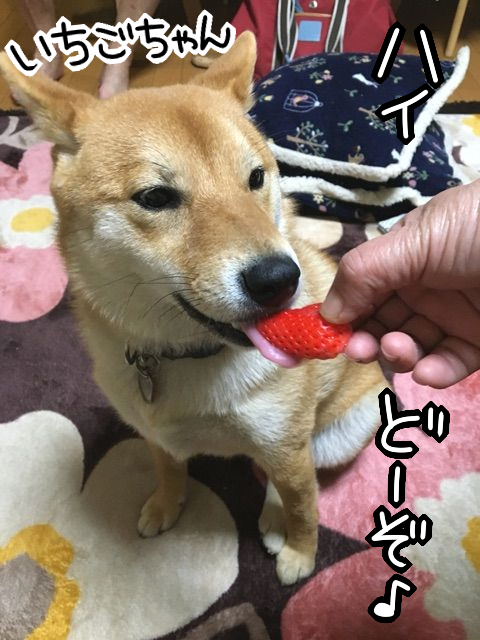 柴犬の好きな果物は そして ゴキゲン耳 が大好き 柴犬どんぐり三毛猫たんぽぽ Powered By ライブドアブログ